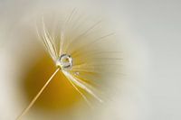Drop in dandelion fluff.