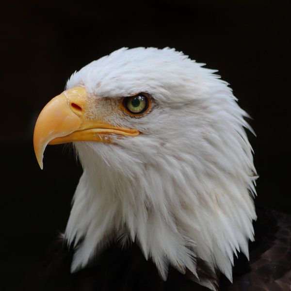 See - Eagle 2 by Ingrid Kerkhoven Fotografie