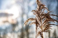 Reed in the winter sun (4)