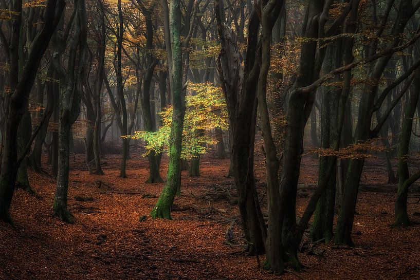 A Light in the Dark van Martin Podt