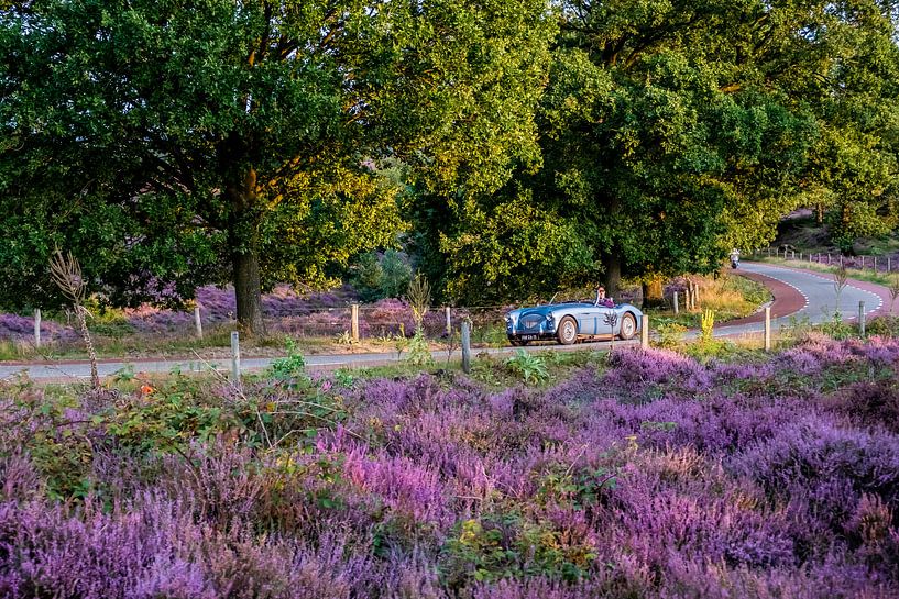 La bruyère en fleurs sur la Posbank par Marcel Krijgsman
