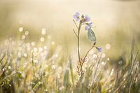 Weiß geädert bei Sonnenaufgang