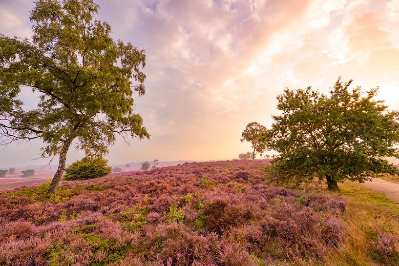 Blühende Heidekrautpflanzen in einer Heidelandschaft bei Sonnenaufgang von Sjoerd van der Wal Fotografie
