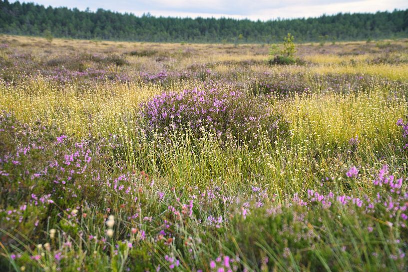 Bunte Herbstwiese mit Wildblumen und Heidekraut im warmen Sonnenlicht von Martin Köbsch