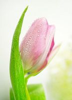 Rosa Tulpe mit Wassertröpfchen II Makro