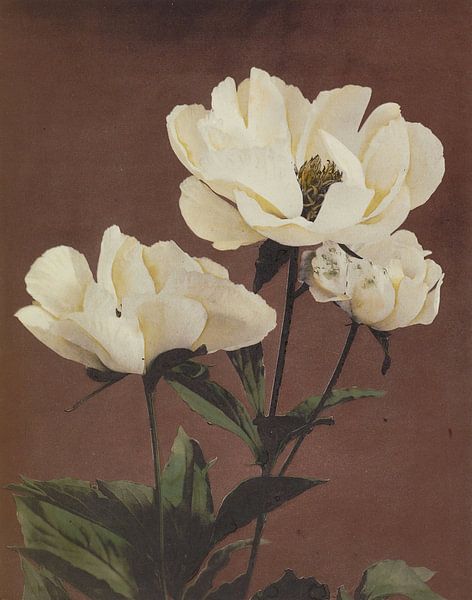 Hærdaceous Pæony, Ogawa Kazumasa von Meisterhafte Meister