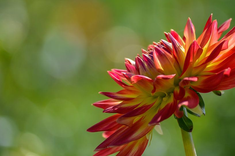 Rood gele Dahlia by Yvonne van der Meij