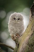 Der Waldkauz
