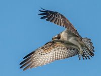 Visarend Vlaardingen