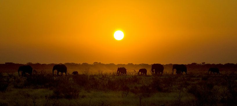 Elephant Sunset by BL Photography