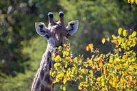 Afrique du Sud | Parc Kruger | Girafe