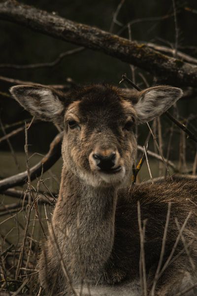 Fauve par Larsphotografie