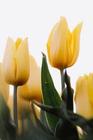 Gelbe Tulpen aus einem niedrigen Winkel | Tulpen Foto