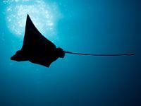 Schattenbild eines Gefleckte Adlerrochen