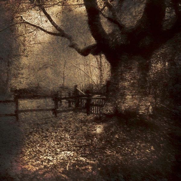 Waldeindruck Asturien Spanien, von Saskia Dingemans Awarded Photographer