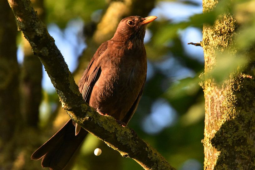 Merel doing his&#039;n needs by Joard van den Ende