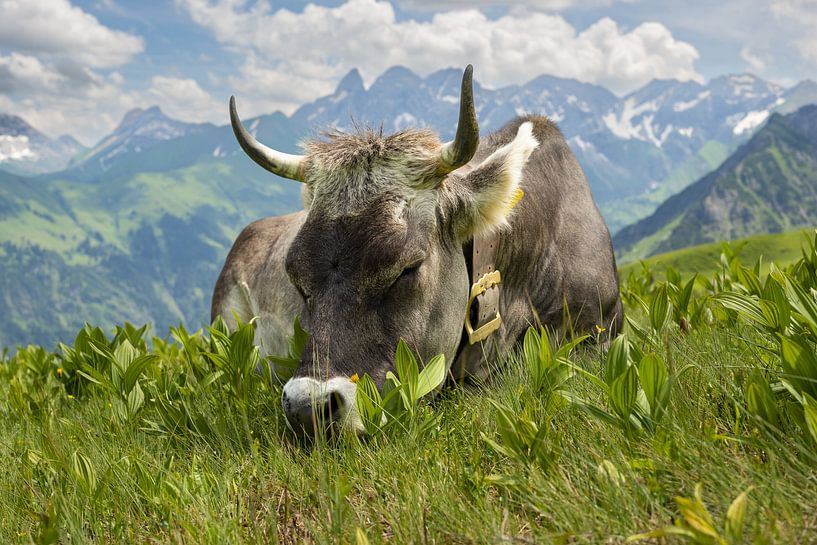 On the alp by Walter G. Allgöwer