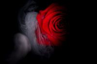 Rote Rose umgeben von Rauch.
