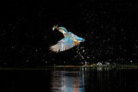 erfolgreicher Tauchgang eines Eisvogels