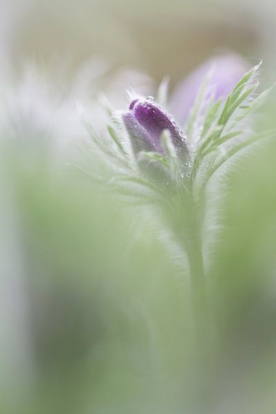 Pulsatilla, wildemanskruid by Teuni's Dreams of Reality