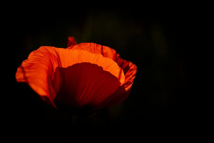 hintergrundbeleuchtet von peterheinspictures