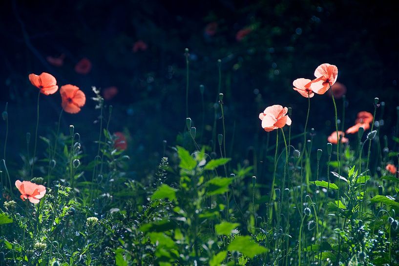Brume de fleurs par Mariska Hofman