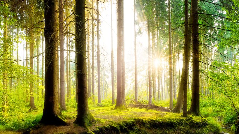 Märchenwald - verträumter Sonnenaufgang in der Natur von Günter Albers
