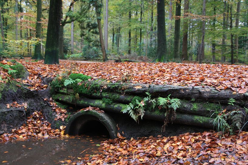 Mastbos von Arend Nijveen