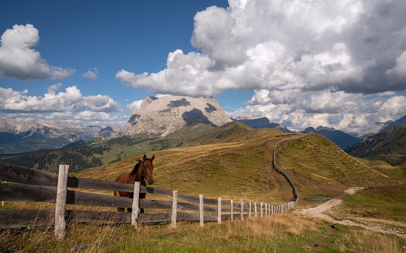 Alpe de Siusi, Dolomites, Tyrol du Sud, Italie par Alexander Ludwig