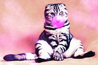 Le chat souffle une bulle de chewing-gum