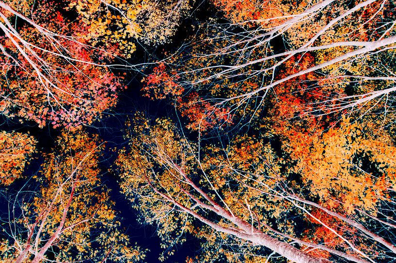 Feuillage coloré par Corinne Welp