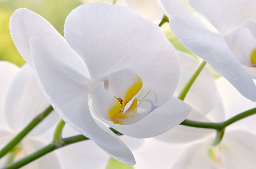 Orchidée par Violetta Honkisz