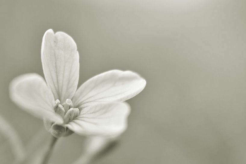 cuckoo-flower by Shutterbalance