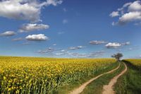 Rapsfeld bei Mellenthin