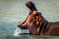 Nilpferd im Fluss in Südafrika