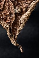 Op het randje van de herfst