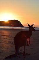 Close up: kangoeroe op het strand