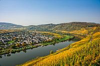 River Moselle with vineyards in Autumn