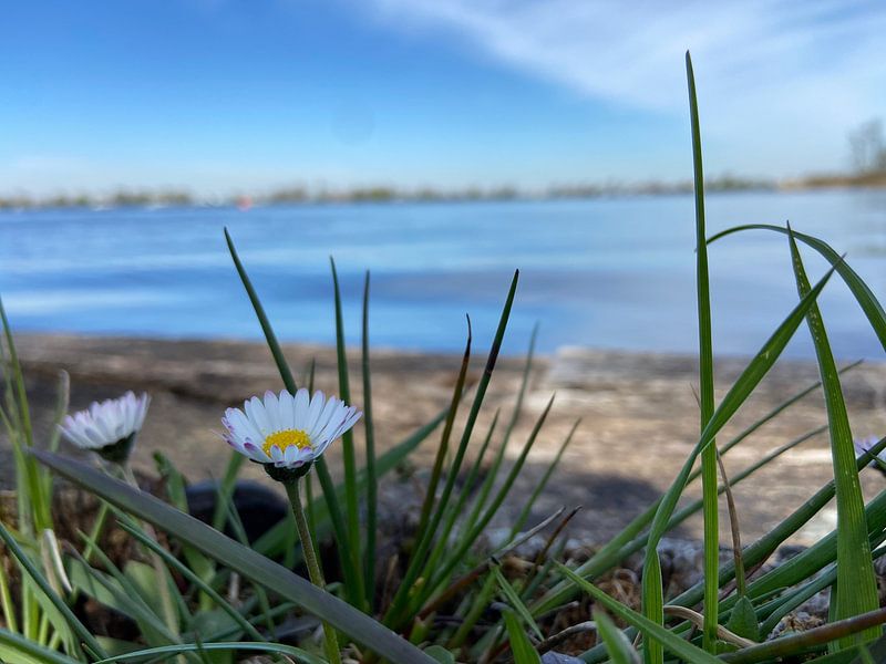 Blumen, Gras und Wasser von Lucas Otto
