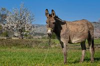 Ein griechischer Esel auf der Lassithi-Hochebene in Kreta