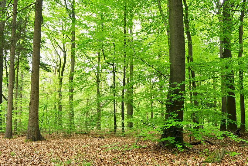 Beech forest by Corinne Welp