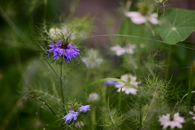 La petite fille en vert par Jurjen Melinga