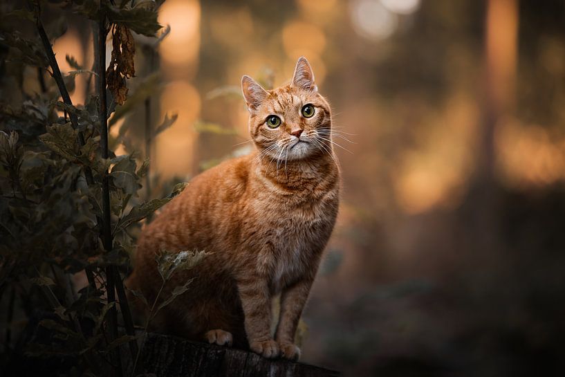 Rote Katze im Wald mit schönen orangefarbenen Farben von Lotte van Alderen