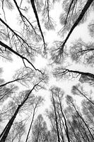 Des bouleaux dans le ciel