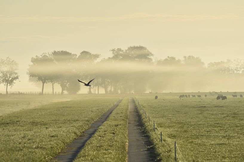 Early bird von Johanna Varner