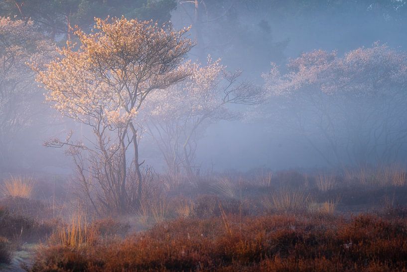 Johannisbeerbäume auf der Zuiderheide von gooifotograaf