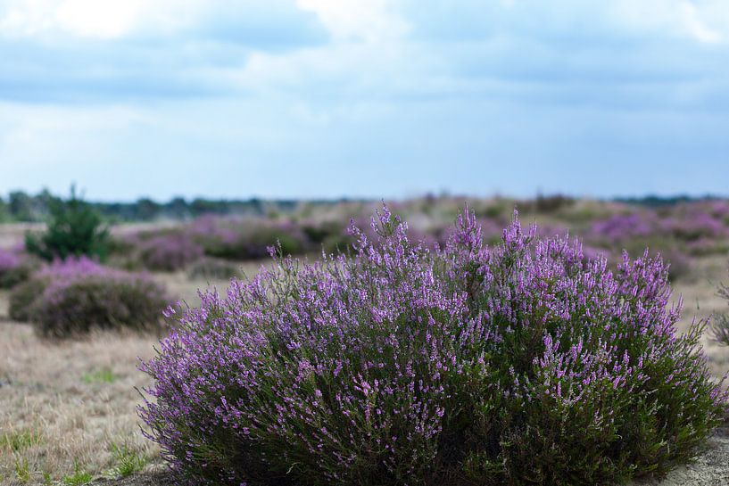Kalmthoutse Heide by Elly Damen