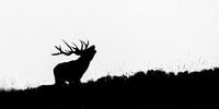 La silhouette d'un cerf bramant.