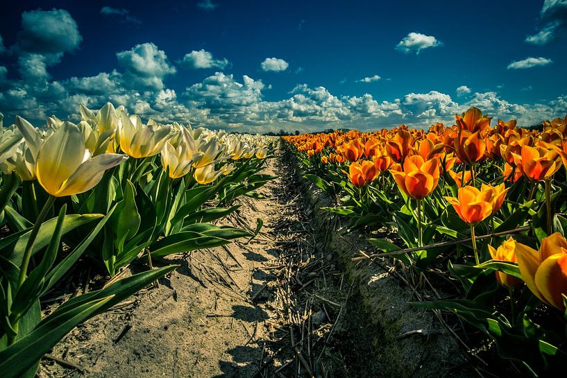 Tulpen und holländischer Himmel von peterheinspictures