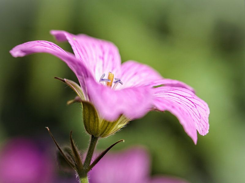 Gearnium by Rob Boon